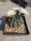 Preview: Gymnocalycium stellatum